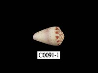 藏品(樂譜芋螺)的圖片